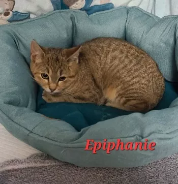 Épiphanie