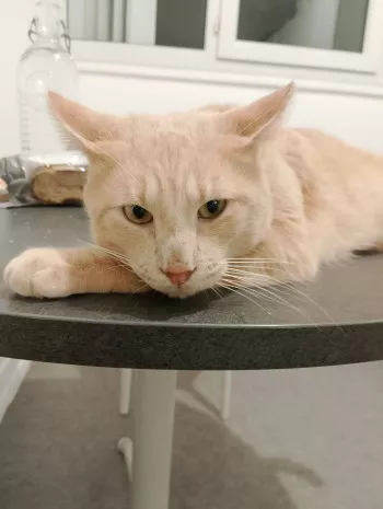 Barnabé
