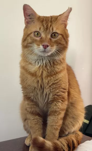 Biscotto