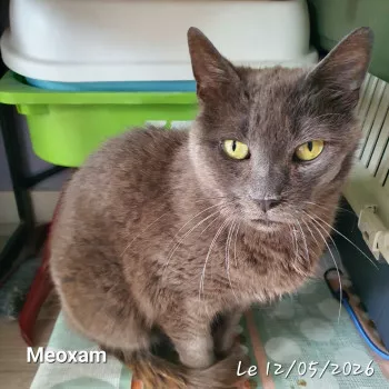 Méoxam