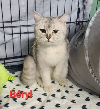 Béryl