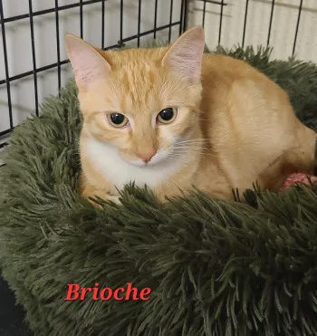 Brioche