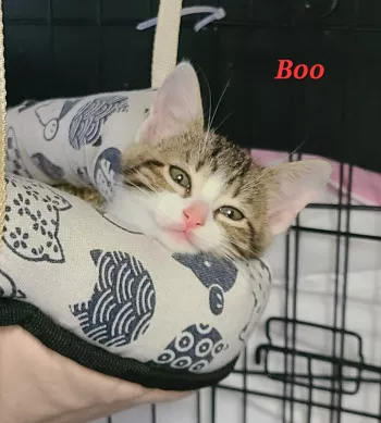 Boo