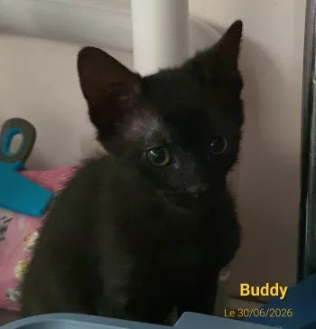 Buddy