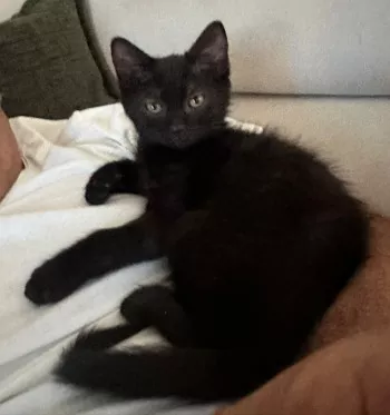 Biquette