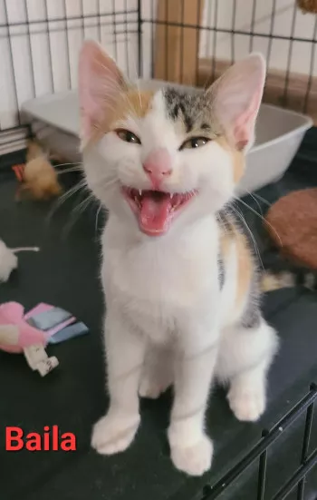 Baila