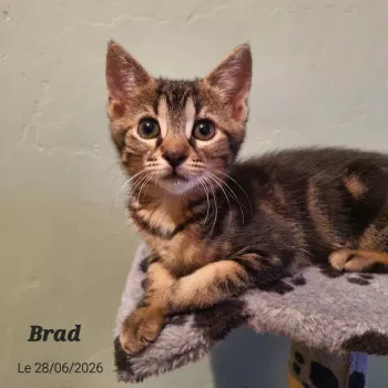 Brad