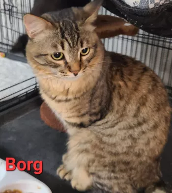 Borg