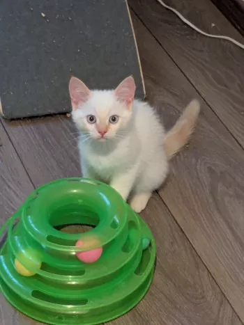 Yuki