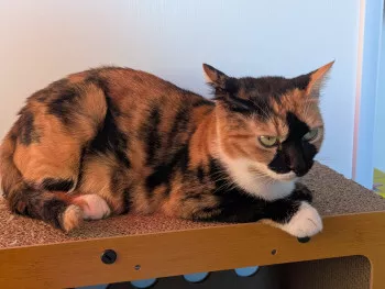 Bécassine