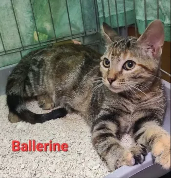 Ballerine